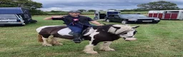 Irish Cob horses for sale: Connie - 12 Year Old Cob Mare for Sale in Prescot - Advert 16