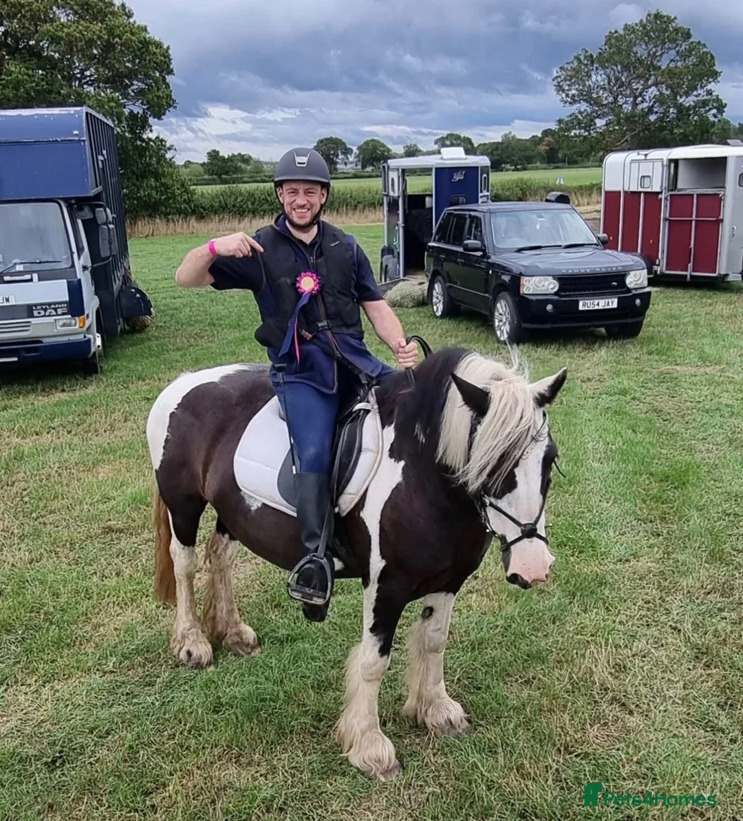 Irish Cob horses for sale: Connie - 12 Year Old Cob Mare for Sale in Prescot - Advert 16