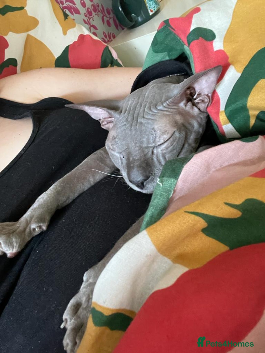 Sphynx cats for sale: ** For Adoption ** Sphynx Cats  - Image 4