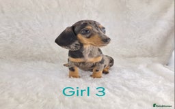 Miniature Dachshund dogs for sale: Beautiful Miniature Dachshund Puppies  - Image 8