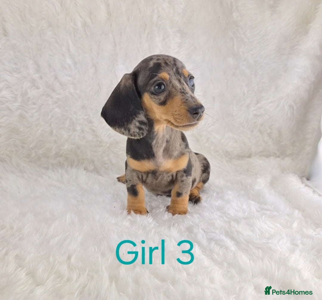Miniature Dachshund dogs for sale: Beautiful Miniature Dachshund Puppies  - Image 8