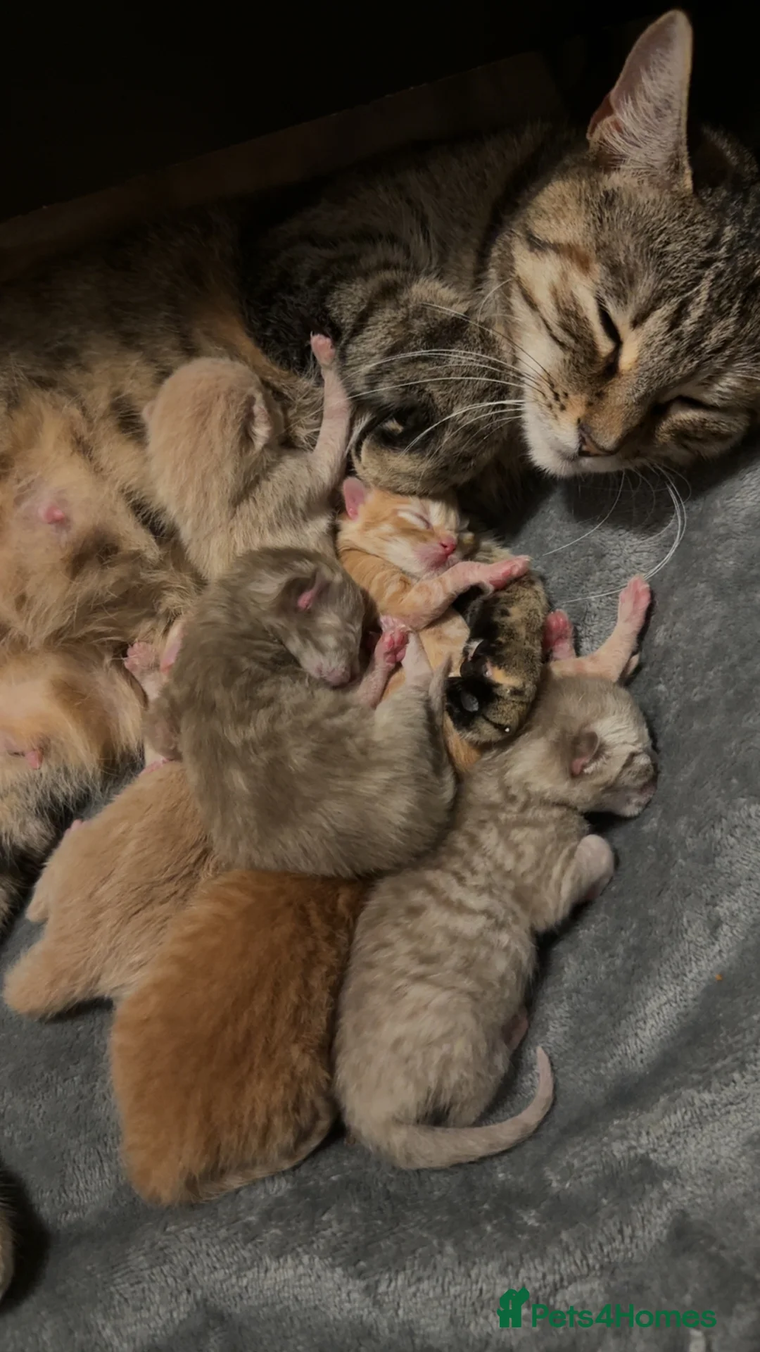 Mixed Breed cats for sale: Beautiful Ginger tabby kittens  - Advert 13