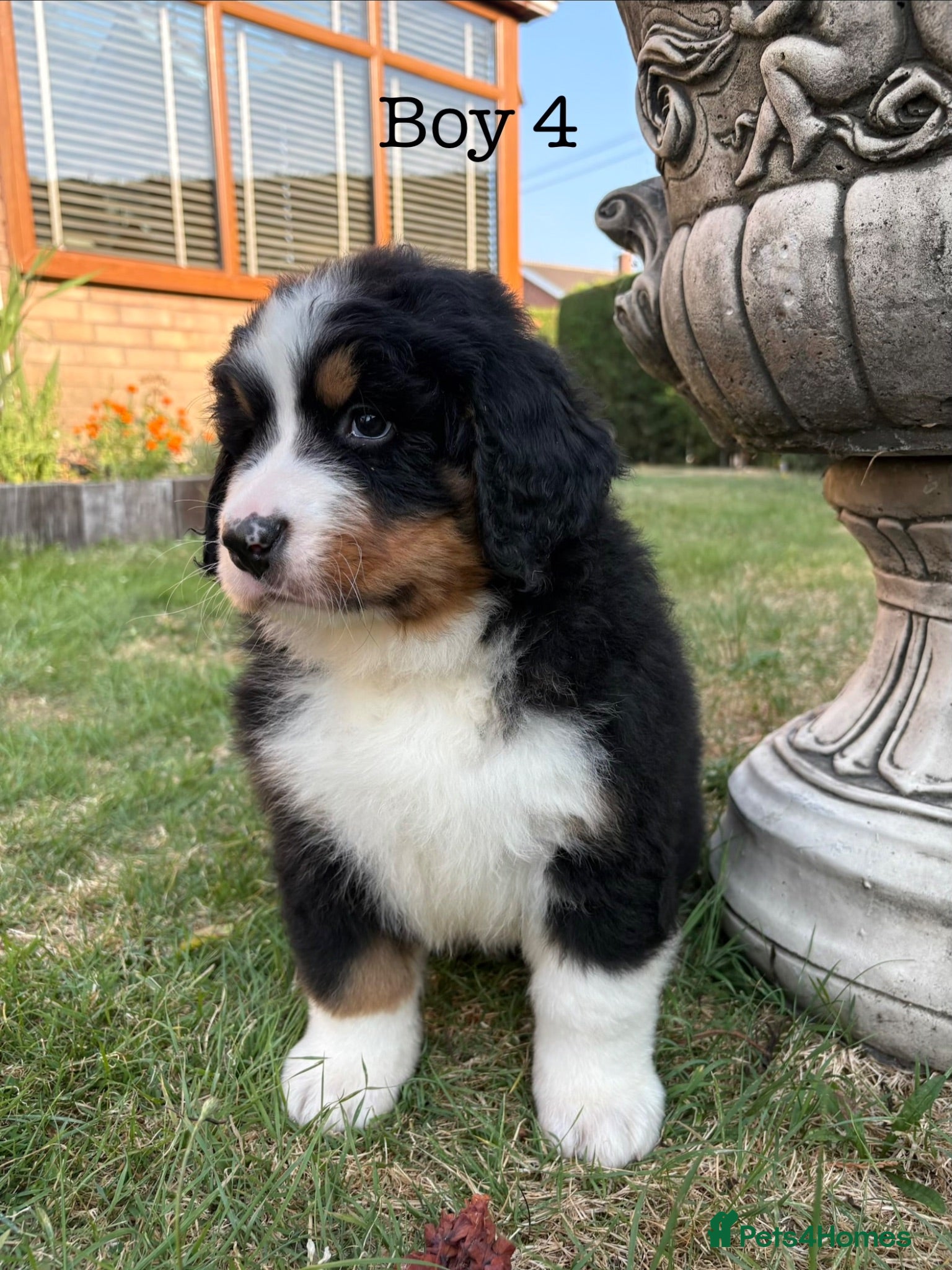 Bernese Mountain Dog dogs BEAUTIFUL BERNESE MOUNTAIN DOG PUPPIES-4 BOYS !!! - Advert 12
