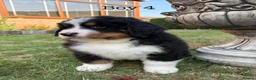 Bernese Mountain Dog dogs for sale: BEAUTIFUL BERNESE MOUNTAIN DOG PUPPIES-4 BOYS !!! - Advert 33
