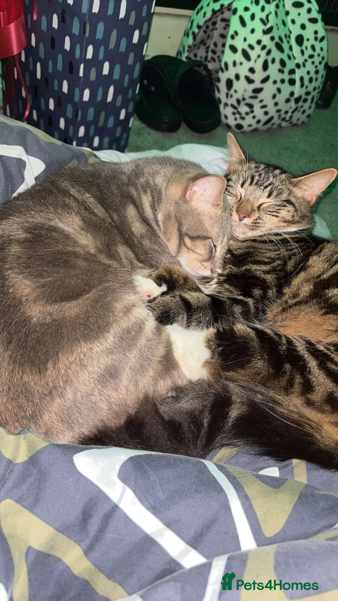 Mixed Breed cats for sale: Tabby n mixed breed kitten - Advert 4