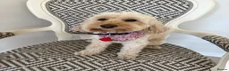 Cockapoo dogs for sale: F1b Cockapoo Puppies - Advert 3