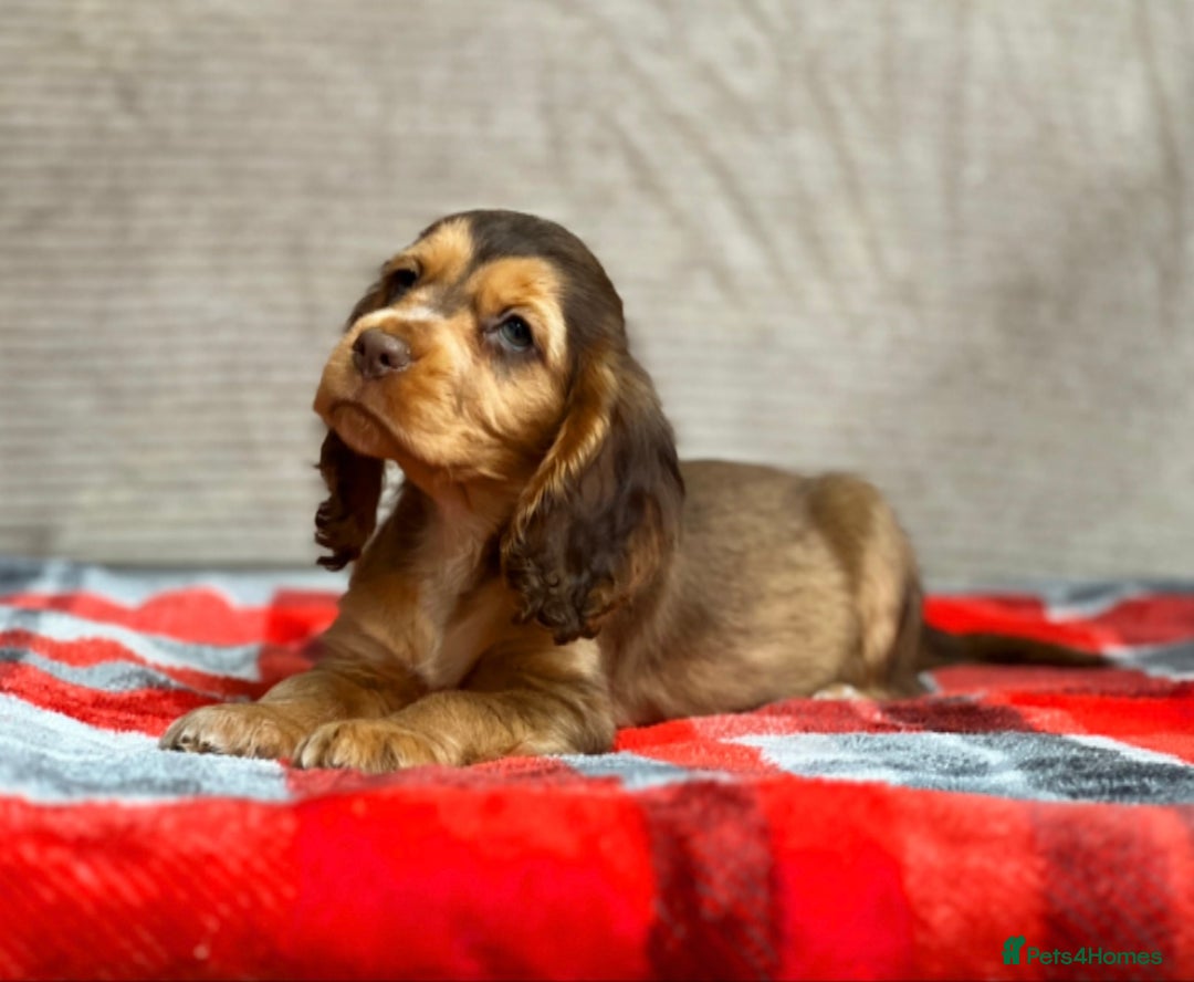 Cocker Spaniel dogs for sale: STUNNING COCKER SPANIEL PUPPIES  - Image 22