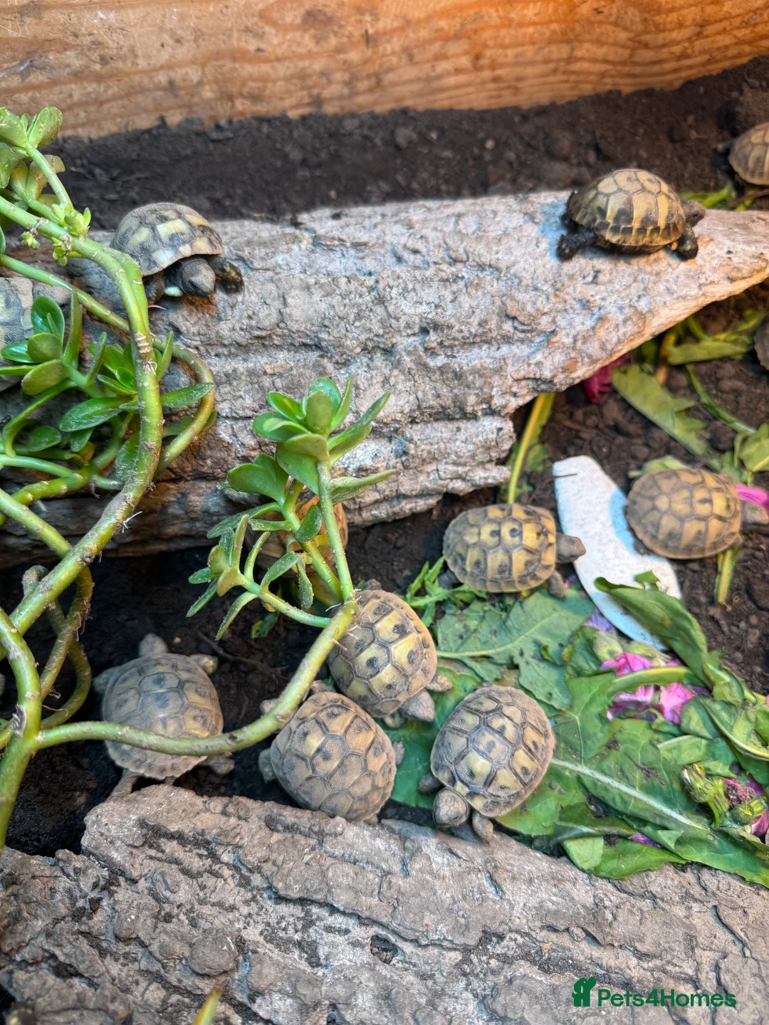 Hermann Tortoise reptiles for sale: Hermann tortoise 2025 hatchlings for sale  - Advert 5