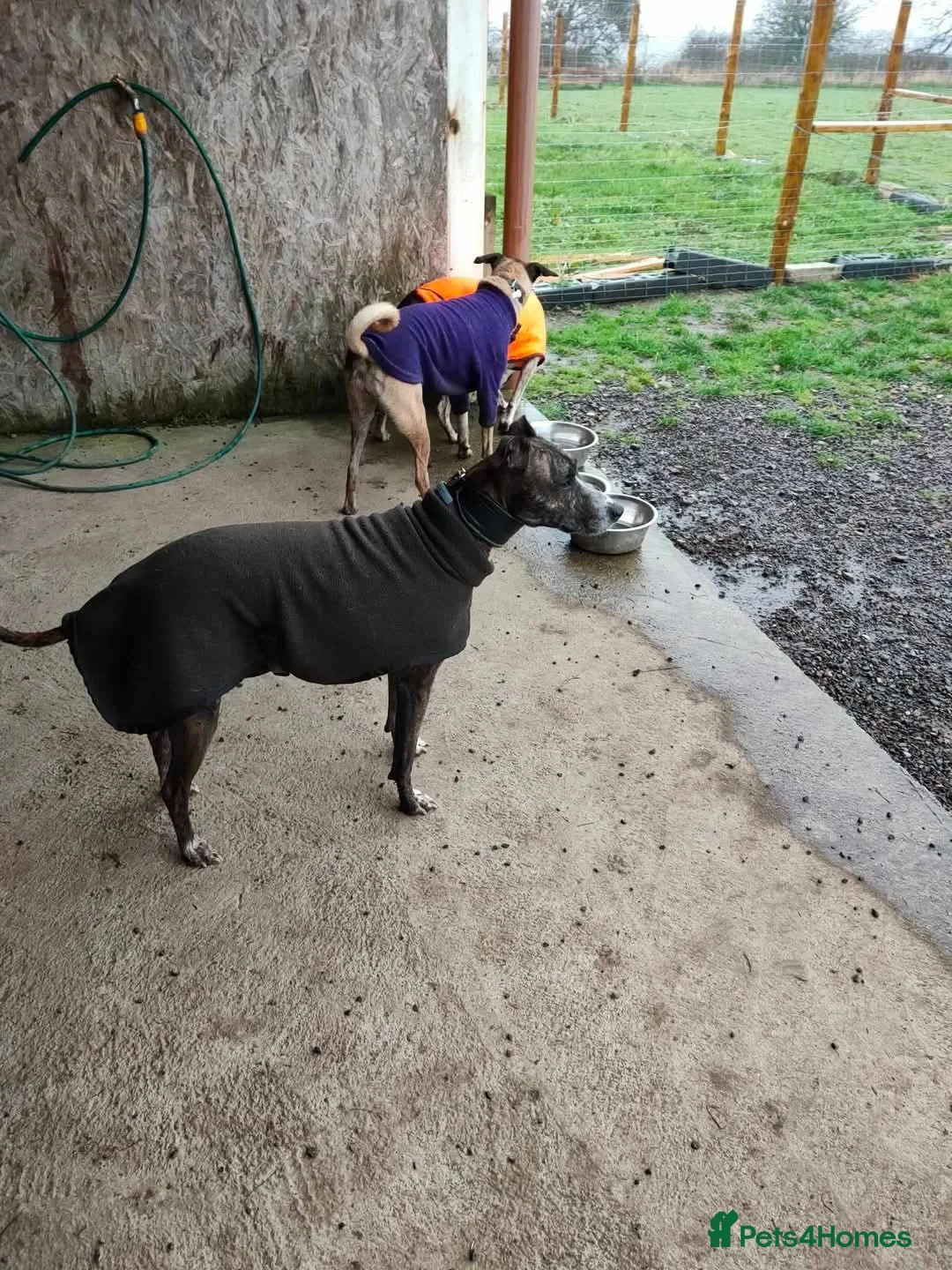 Mixed Breed dogs for adoption: Meet Oscar, currently residing in Oxfordshire  in Abingdon - Advert 20