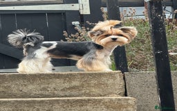 Biewer Terrier dogs for sale: Two beautiful puppies for sale. 1 boy 1 girl - Advert 3