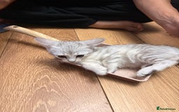Mixed Breed cats for sale: Cutest kittens!  - Image 14