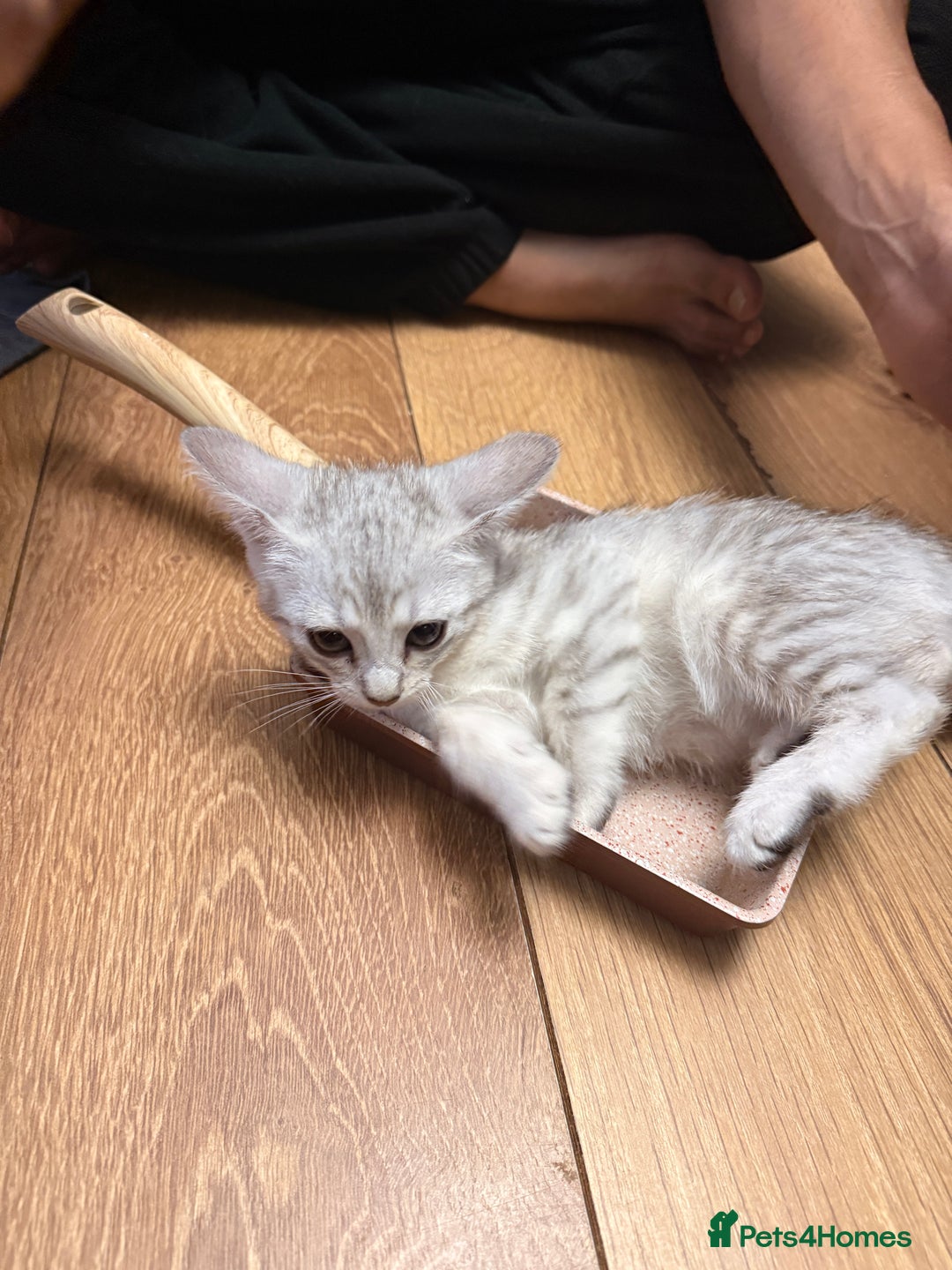 Mixed Breed cats for sale: Cutest kittens!  - Image 14
