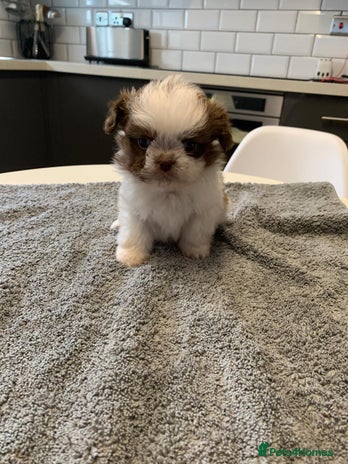 Shih Tzu dogs - Advert 1