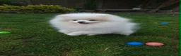 Pomeranian dogs for sale: Top Quality Chunky Teddy Bear Type Pomeranian Boys - Advert 13
