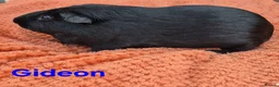 Guinea Pig rodents for sale: Male/Female guinea pigs  - Advert 6
