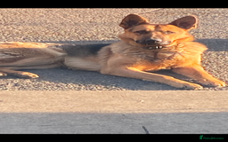 German Shepherd dogs for sale: Big chunky GSD X Collie pups ready now. - Image 10