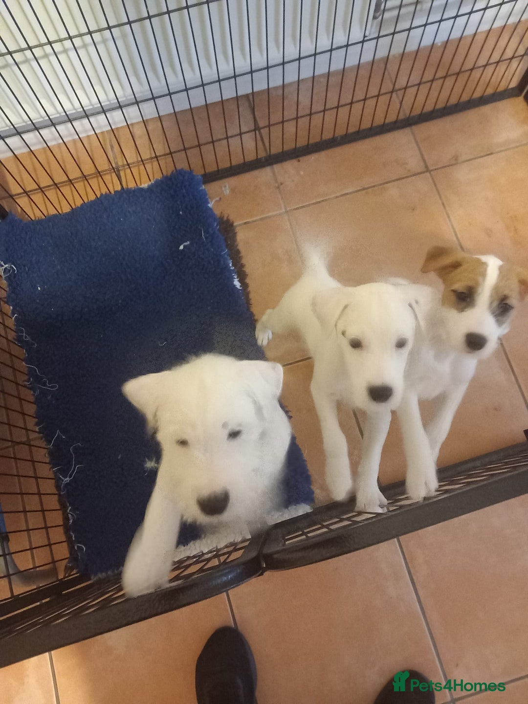 Parson Russell dogs for sale: Parson Russell Terrier pups - Advert 4