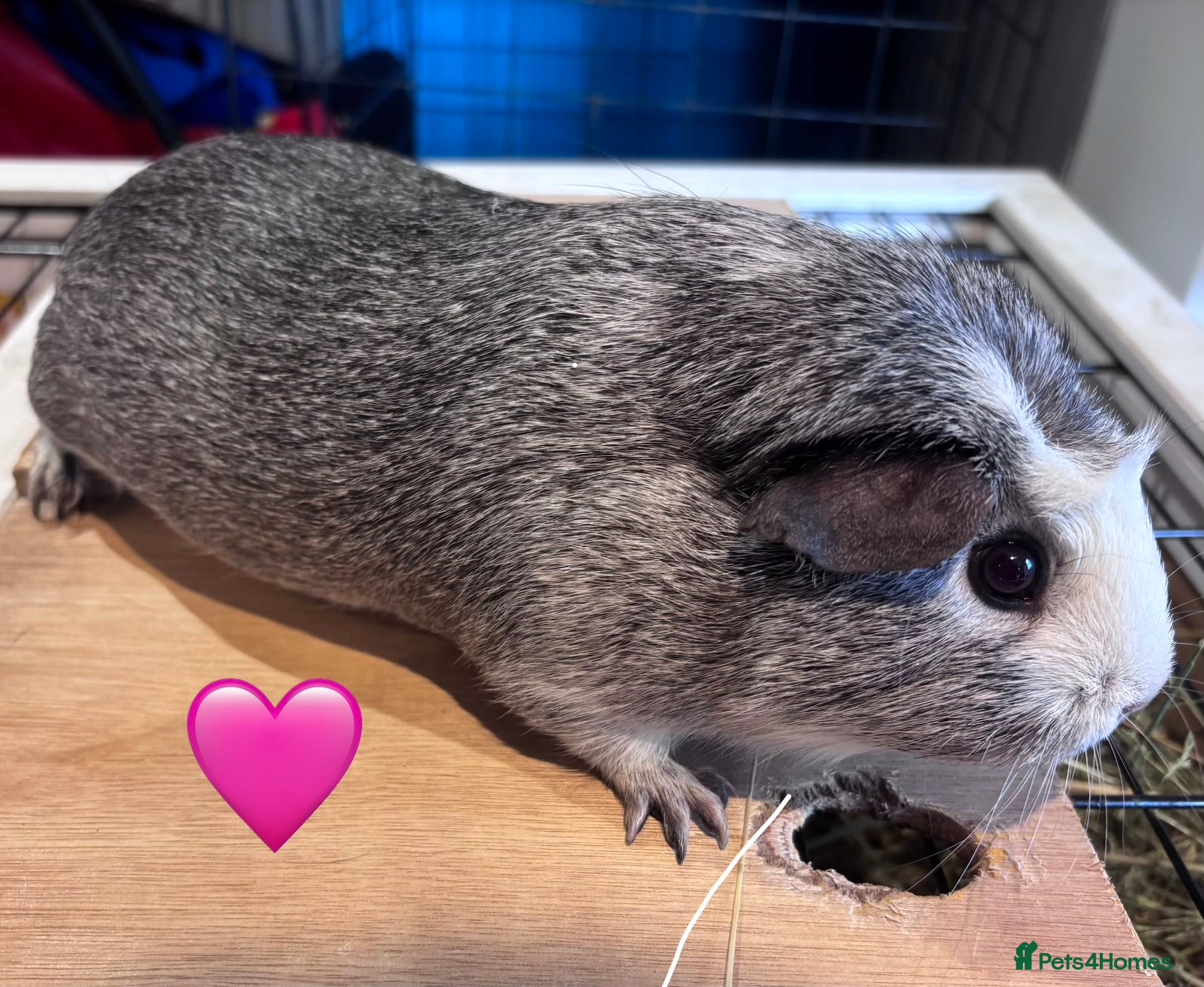 Guinea Pig rodents Beautiful Sows and Boars of All ages - Advert 9