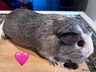 Guinea Pig rodents Beautiful Sows and Boars of All ages - Advert 9