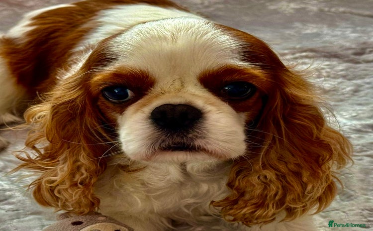 Cavalier King Charles Spaniel dogs - Advert 2
