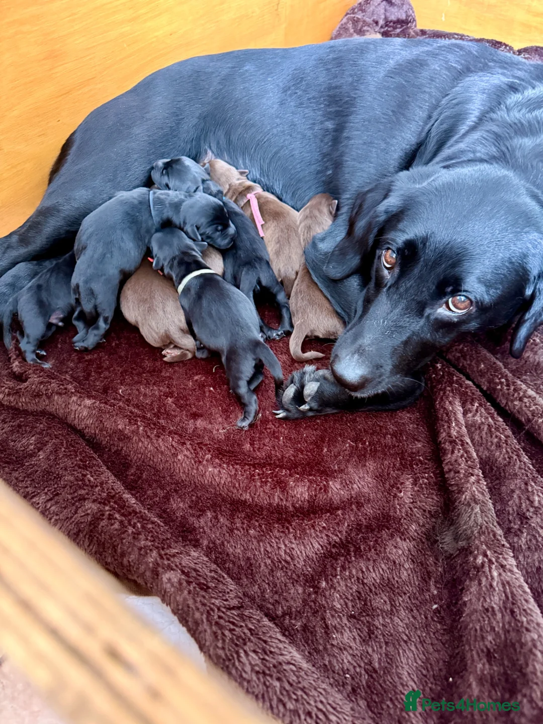 Springador dogs for sale: Springador puppies in Doncaster - Advert 1
