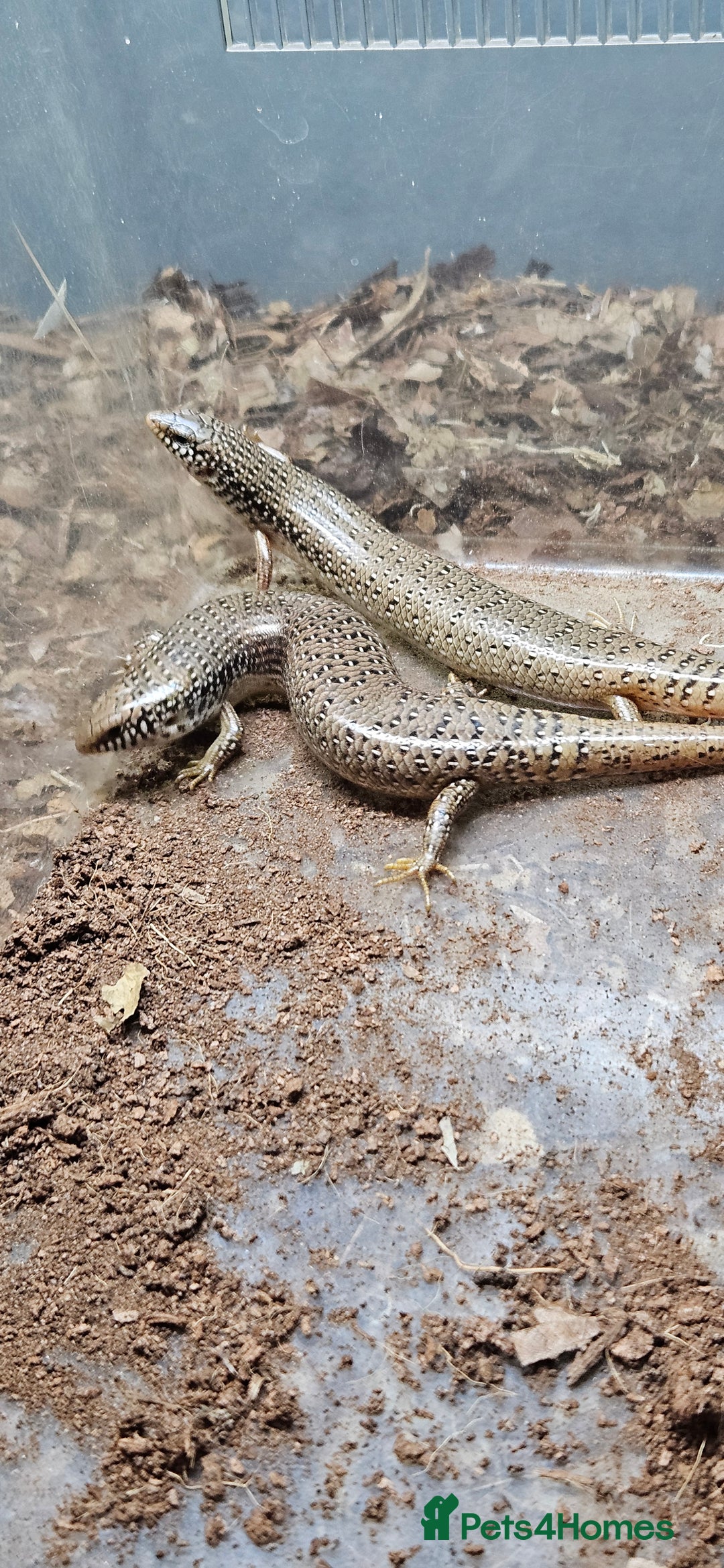 Skink reptiles for sale: X4 ocellated skinks and set up - Advert 2
