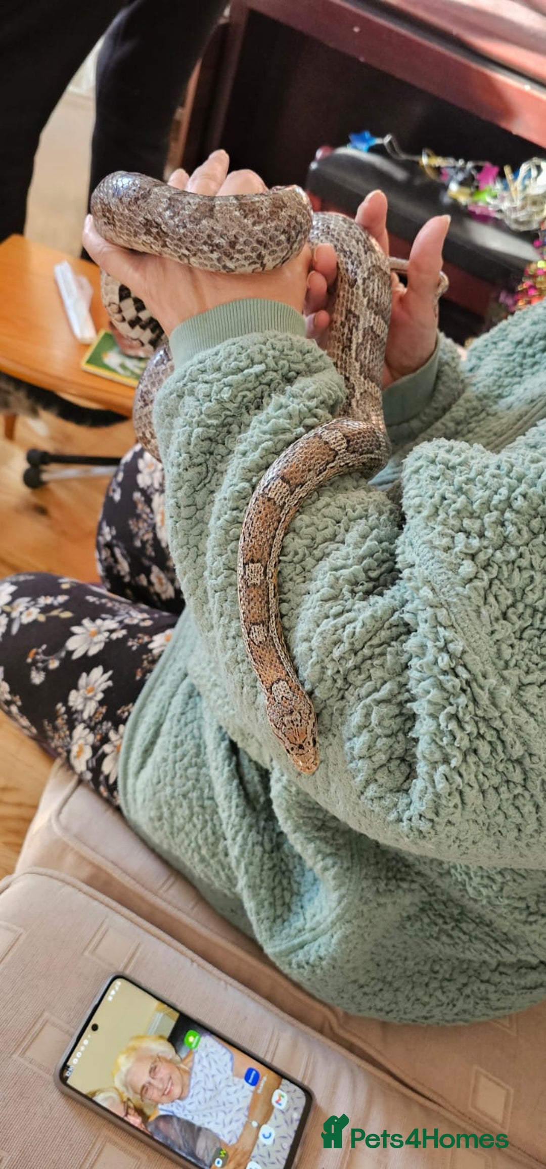 Corn Snake reptiles for sale: Friendly corn snake, vivarium with full set up - Advert 2