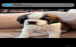 Saint Bernard dogs for sale: My bubba’s - Image 8