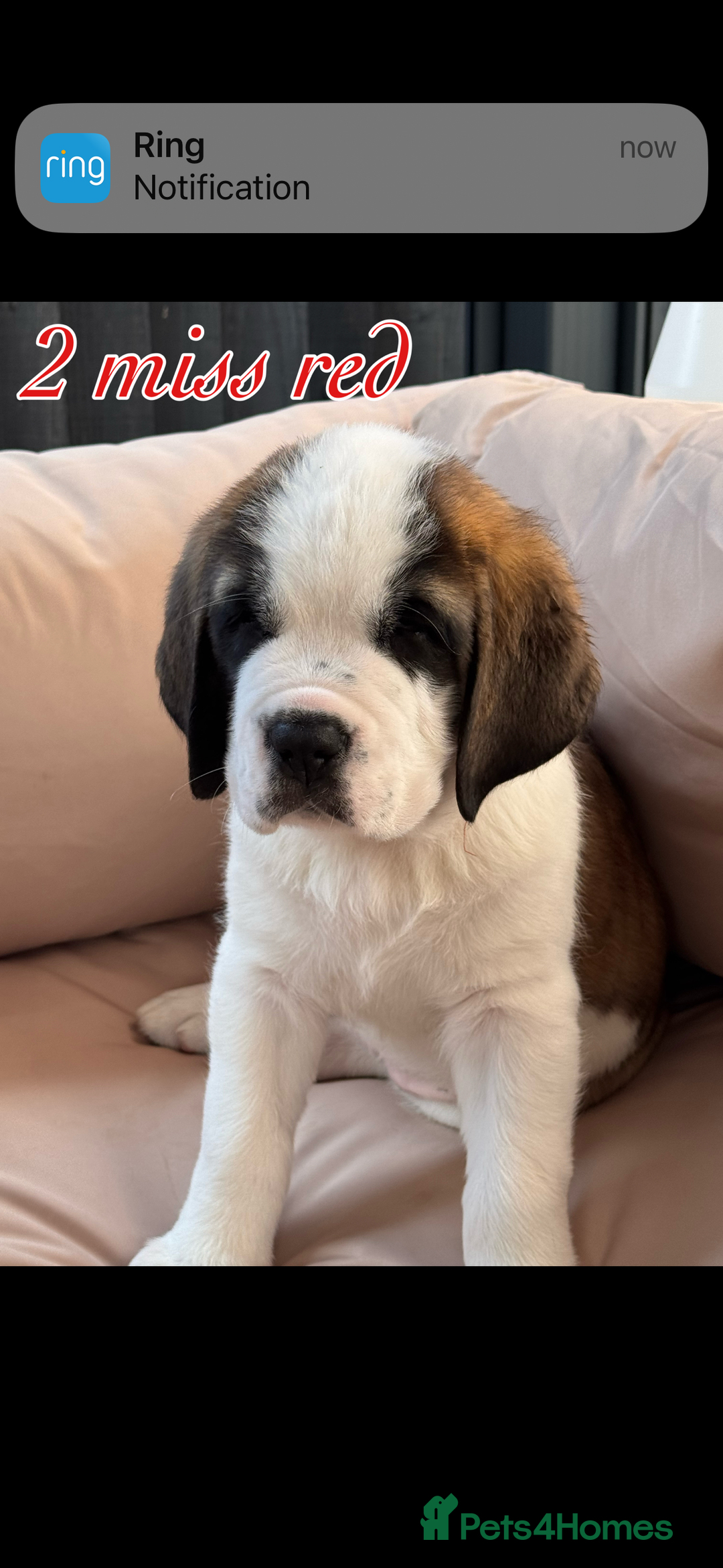 Saint Bernard dogs for sale: My bubba’s - Image 8