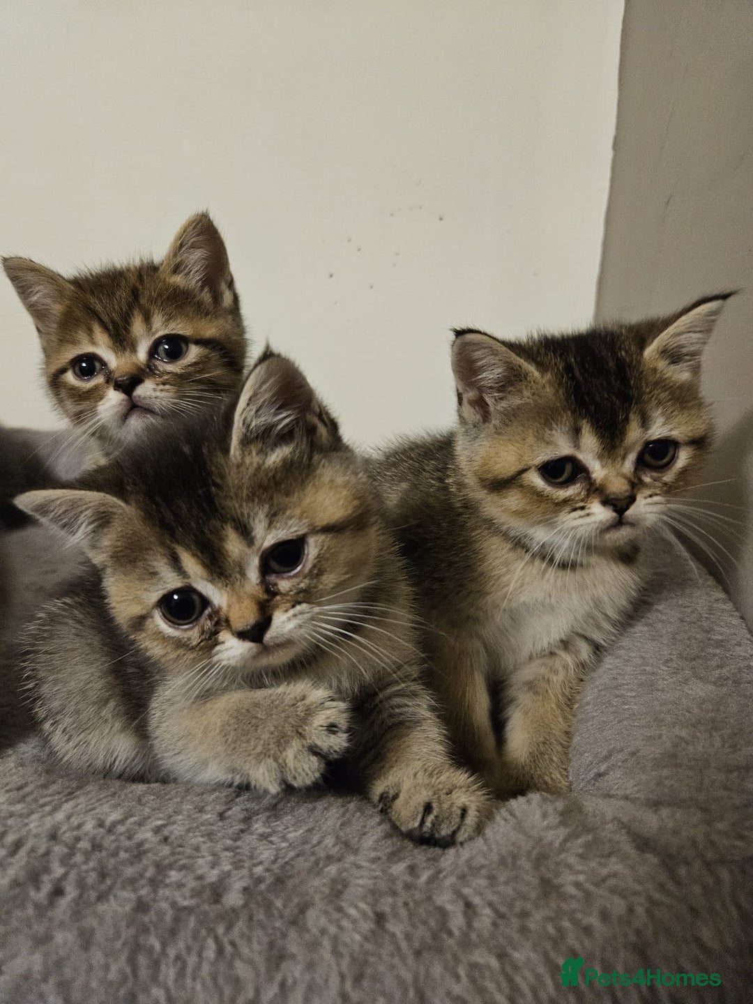 British Shorthair cats for sale: British Shorthair Kittens Full Pedigree Parents  - Advert 11