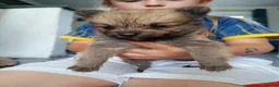 Pomeranian dogs for sale: Pomeranian puppies  - Advert 4
