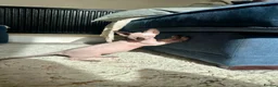 Sphynx cats for sale: READY TO LEAVE Canadian Sphynx kitten  - Advert 4