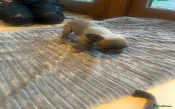 French Bulldog dogs for sale: French bull dog puppies  - Image 20