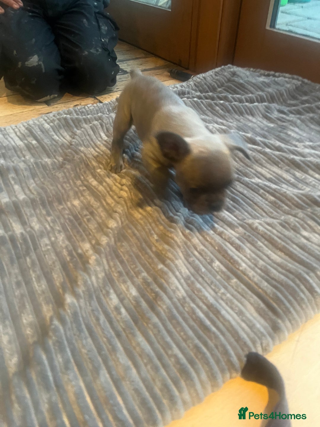 French Bulldog dogs for sale: French bull dog puppies  - Image 20
