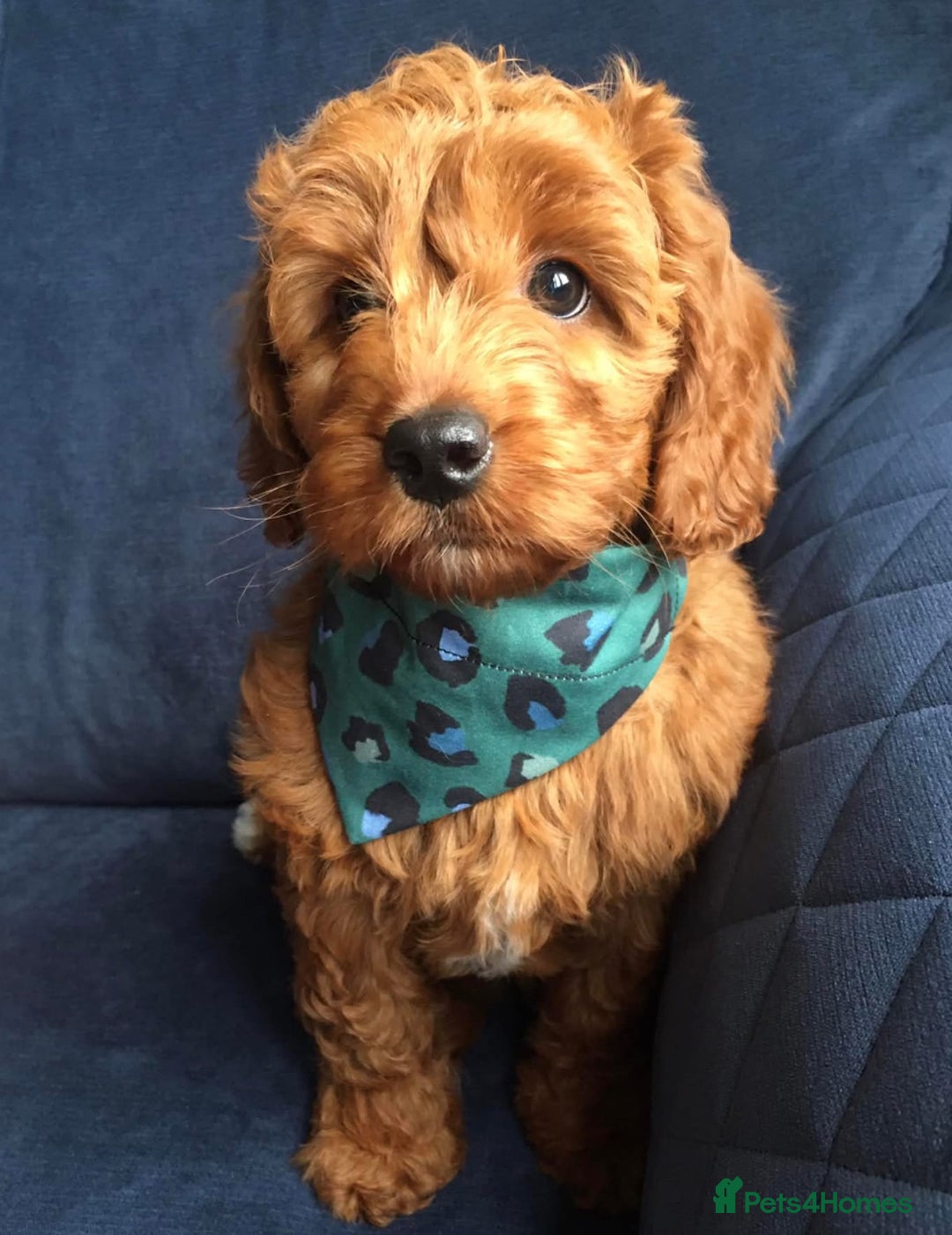 Cockapoo dogs for sale: 3 Stunning Dark Red Cockapoo Puppies - Image 30