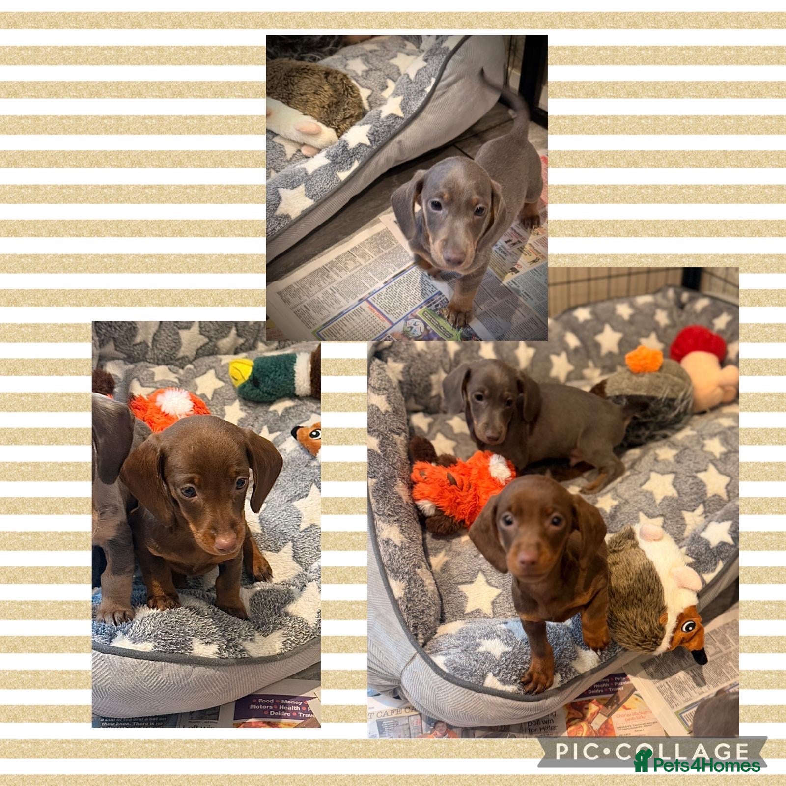 Miniature Dachshund dogs for sale: Stunning Litter - K.C Registered - Advert 1