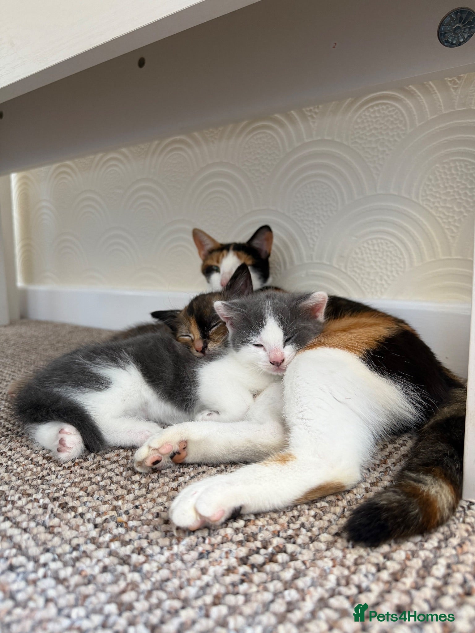 Mixed Breed cats Beautiful ragdoll cross kittens for sale  - Advert 6