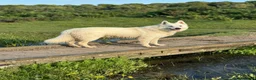 German Shepherd dogs for stud: *Proven* White Shepherd Dog Male at Stud  - Advert 2