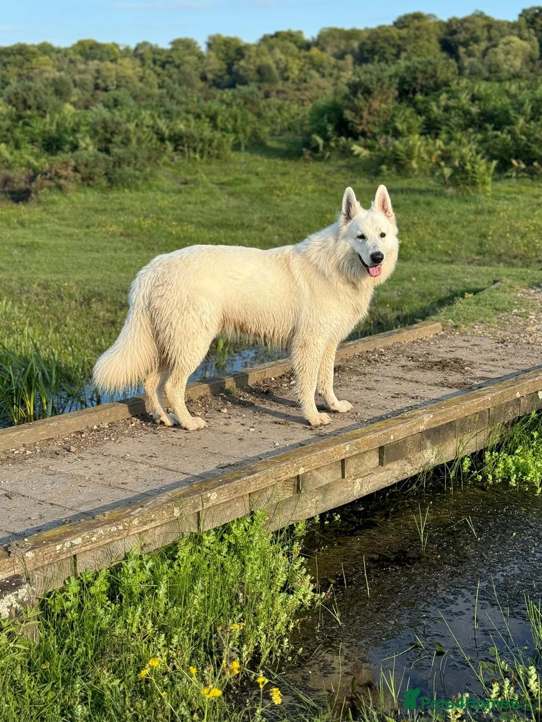 German Shepherd dogs for stud: *Proven* White Shepherd Dog Male at Stud  - Advert 2