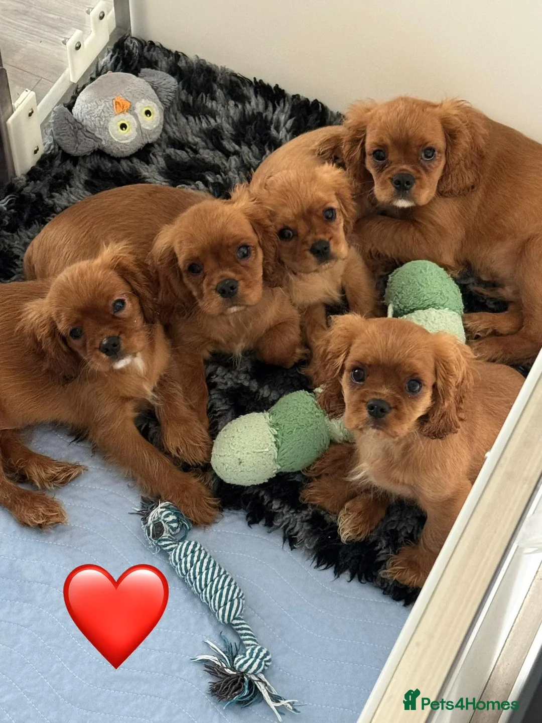 Cavalier King Charles Spaniel dogs for sale: FULLY VACCINATED RUBY CAVS READY NOW  - Advert 1