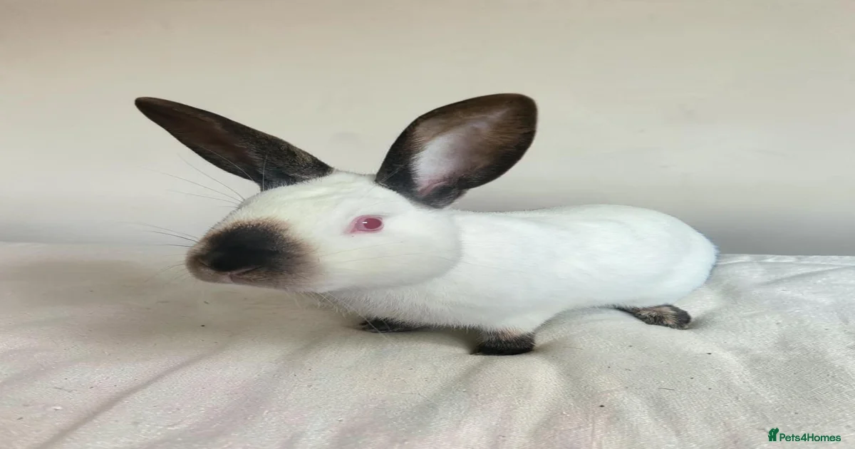 New born Rabbits for Sale for sale | Pets4Homes