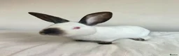 Californian rabbits for sale: Pure Californian girl - Advert 1