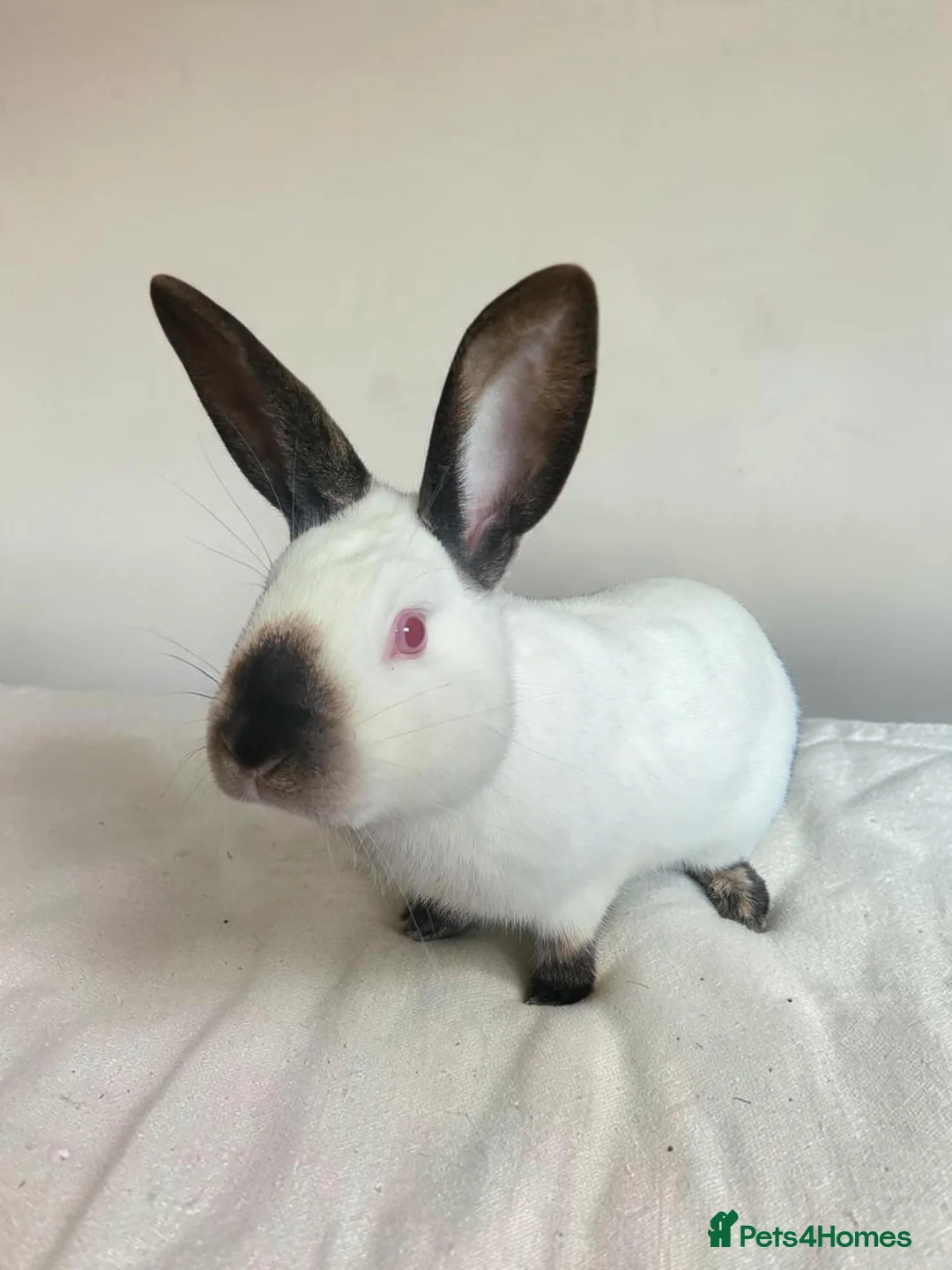 Californian rabbits for sale: Pure Californian girl - Advert 1