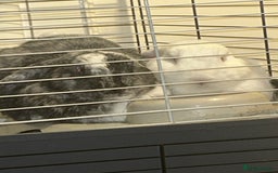 German Lop rabbits for sale: Two male bonded rabbits - Advert 1