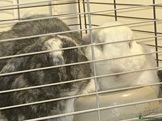 German Lop rabbits Two male bonded rabbits - Advert 2