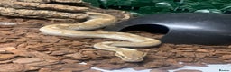 Python Snake reptiles for sale: Ball pythons for sale - Advert 12