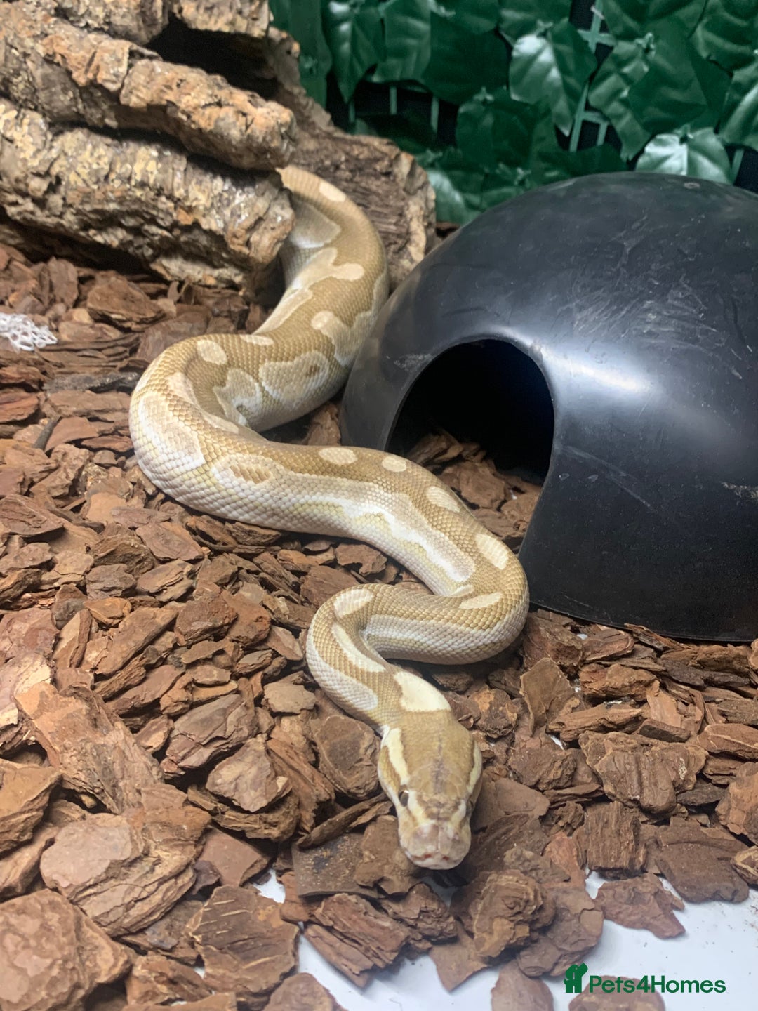 Python Snake reptiles for sale: Ball pythons for sale - Advert 12