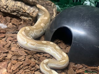 Python Snake reptiles Ball pythons with set ups - Advert 5