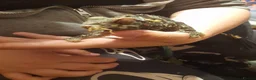 Chameleon reptiles for sale: Chameleon for sale  - Advert 5