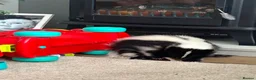 Ferret rodents for sale: Skunk male - Advert 3